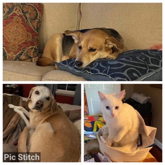 Meet your Posher, Shannon - Picture 1 of 1